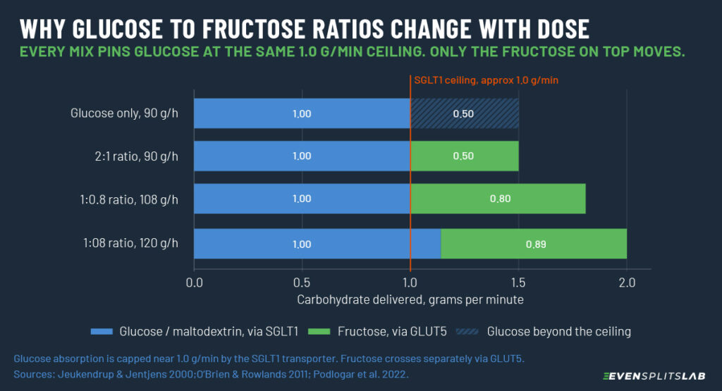 Stacked bar chart comparing glucose to fructose ratio fuelling strategies, showing 2:1 and 1:0.8 both deliver 1.0 g per minute of glucose at the SGLT1 absorption ceiling.